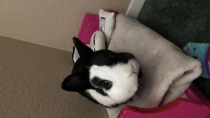 How do I form a better bond with my rabbit?