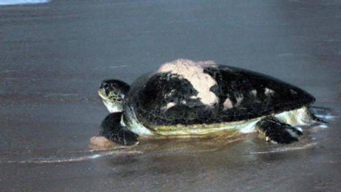 Would you want to visit the Ra's al Hadd Turtle Reserve in Oman?
