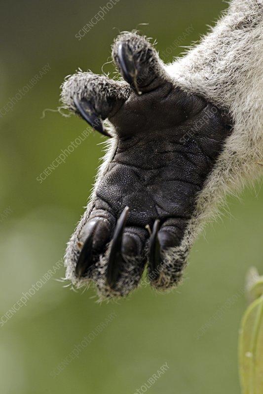 Would you rather have hands like an AYE-AYE or a KOALA? 