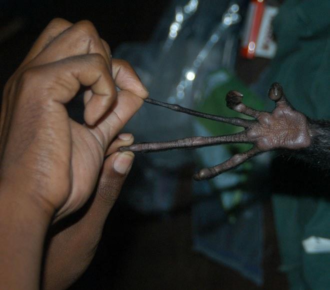 Would you rather have hands like an AYE-AYE or a KOALA? 
