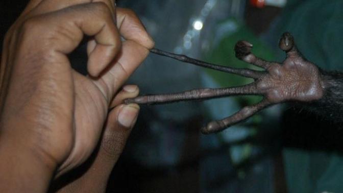Would you rather have hands like an AYE-AYE or a KOALA?