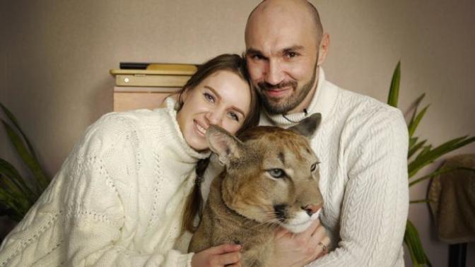 Would you like a big cat?