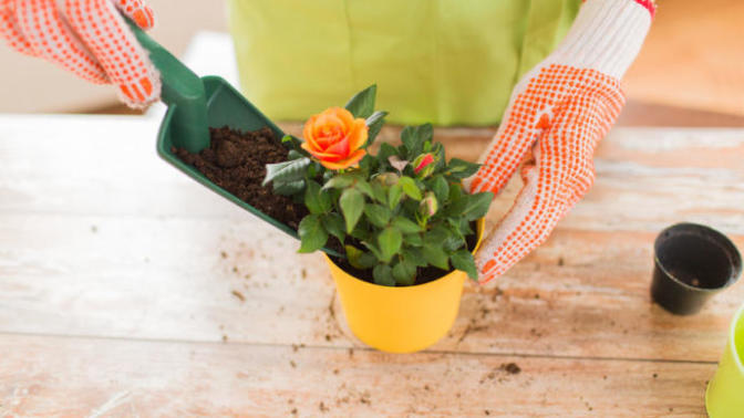 Springtime...How are your plants?