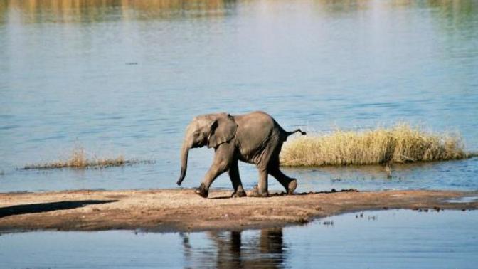 Would you want to visit the Chobe River and National Park in Botswana?