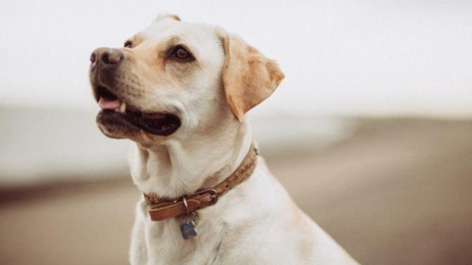 What is/was the name of your first pet?