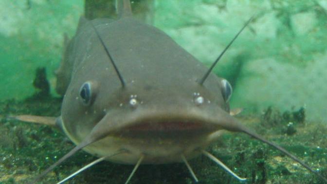 If a sexy "girl" posts a picture of "herself" in a bikini as her avatar, what are the odds that "she's" a catfish?