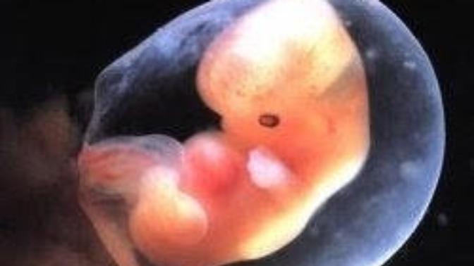 Could you harm this embryo?