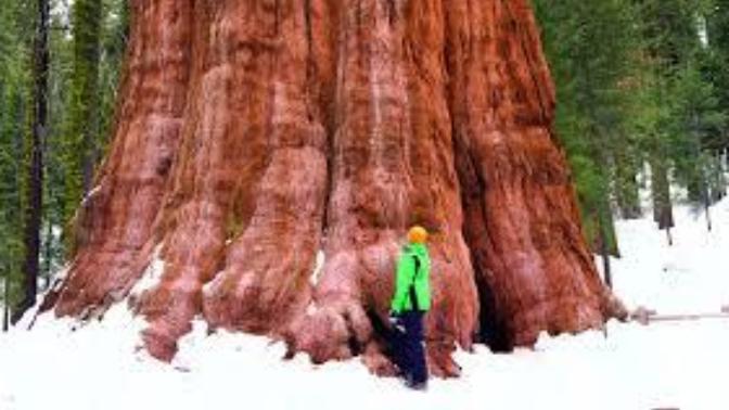 Which Type of God's Plant Creations is the Most Spectacular? What are You Doing to Help Preserve Such Life Forms?