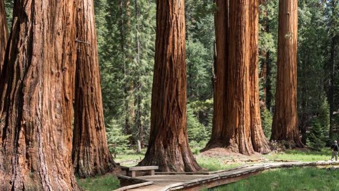 Would you want to visit Sequoia National Park?