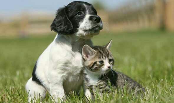 Would you rather be with a dog person or a cat person?