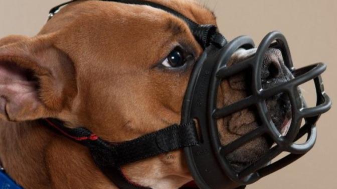 Do you consider dog muzzles to be cruel?