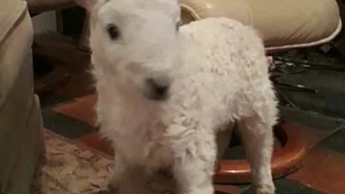 What breed of dog is this?