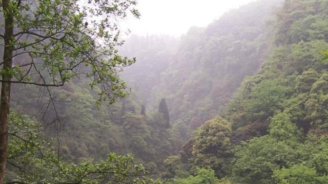 Would you want to visit the Sichuan Basin Evergreen Forest in China?