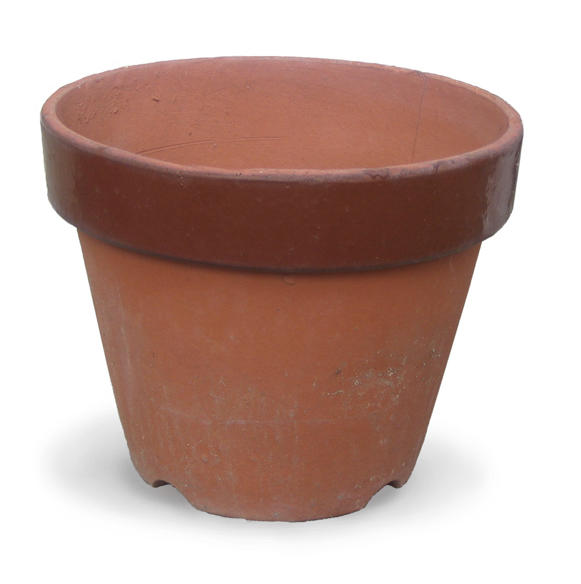 Which flowers should I plant?