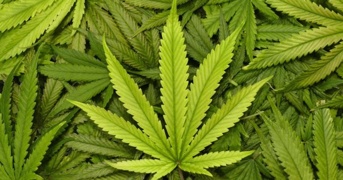 Do you think weed should be legal in all states in the U. S?