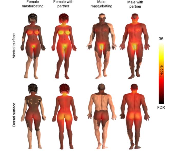 Map of average intensity of different erogenous zones. Source: