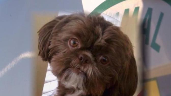 What you think about this happened in the State of Virginia US , Healthy Dog Euthanized To Be Buried With Owner? Should this be legal or illegal?