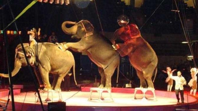 Should the use of animals in sport and entertainment be banned?