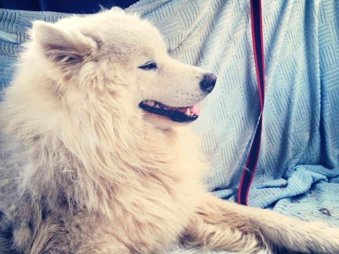 Have you ever lost beloved pet? how did you move on?