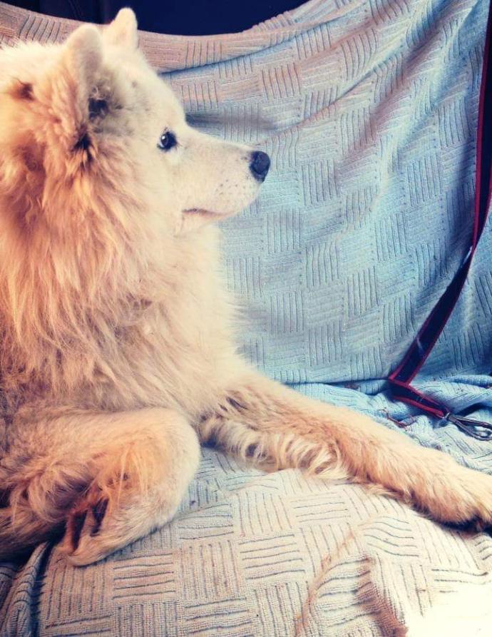 Have you ever lost beloved pet? how did you move on?