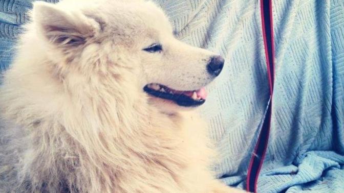 Have you ever lost beloved pet? how did you move on?