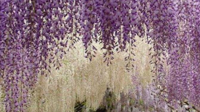 Would you want to visit the Kawachi Fuji Gardens in Kitakyushu, Japan?