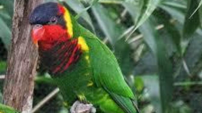 Which Bird do You Think GOD Designed the Best?