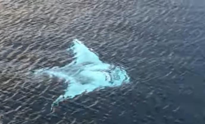 Did you see the GIANT WHITE MANTA RAY spotted by tourists near the Raja Ampat Islands?