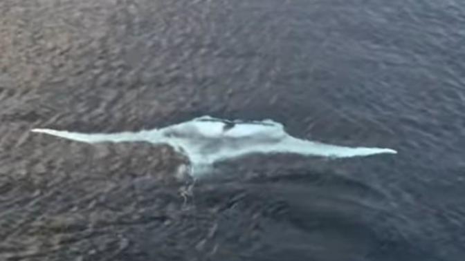 Did you see the GIANT WHITE MANTA RAY spotted by tourists near the Raja Ampat Islands?