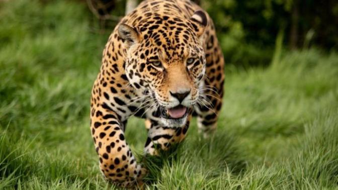 If you were to choose a spirit animal which one best reflects your personality and why?