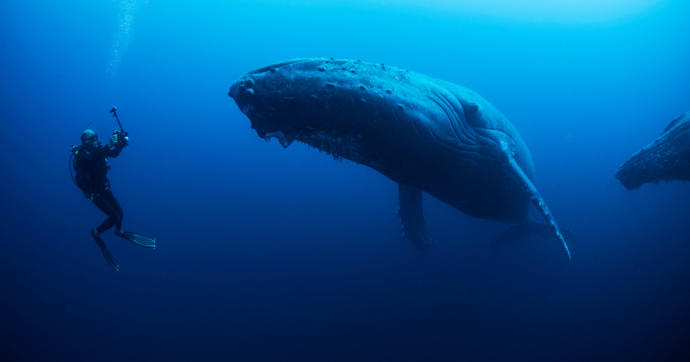 If you could, which part of the ocean would you like to explore?