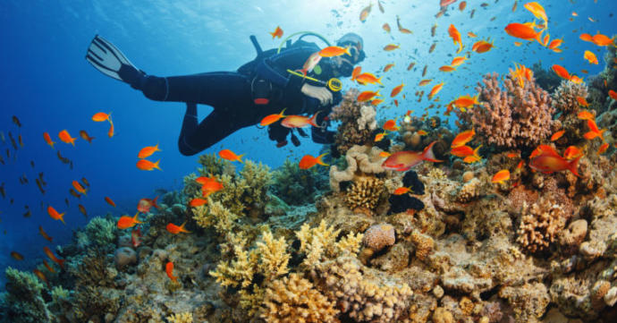 If you could, which part of the ocean would you like to explore?