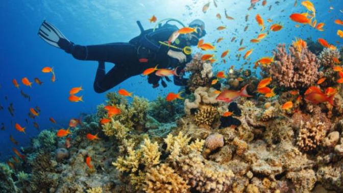 If you could, which part of the ocean would you like to explore?
