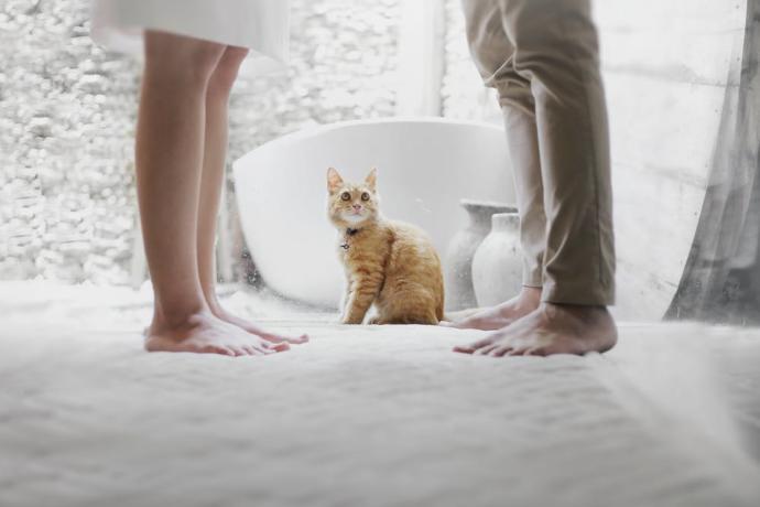 If a guy and a girl broke up/divorced what do Should be done about the pets?