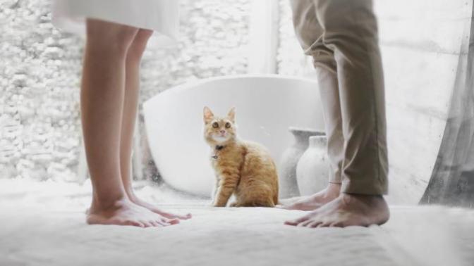 If a guy and a girl broke up/divorced what should be done about their pets?