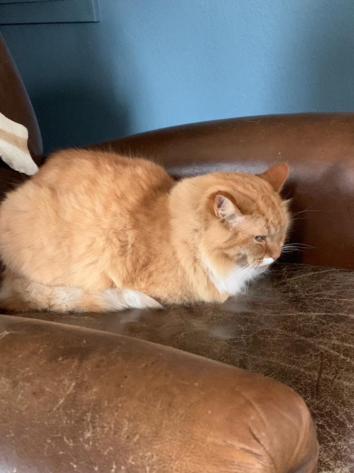 Which of these does my cat look lazier in and is she cute?