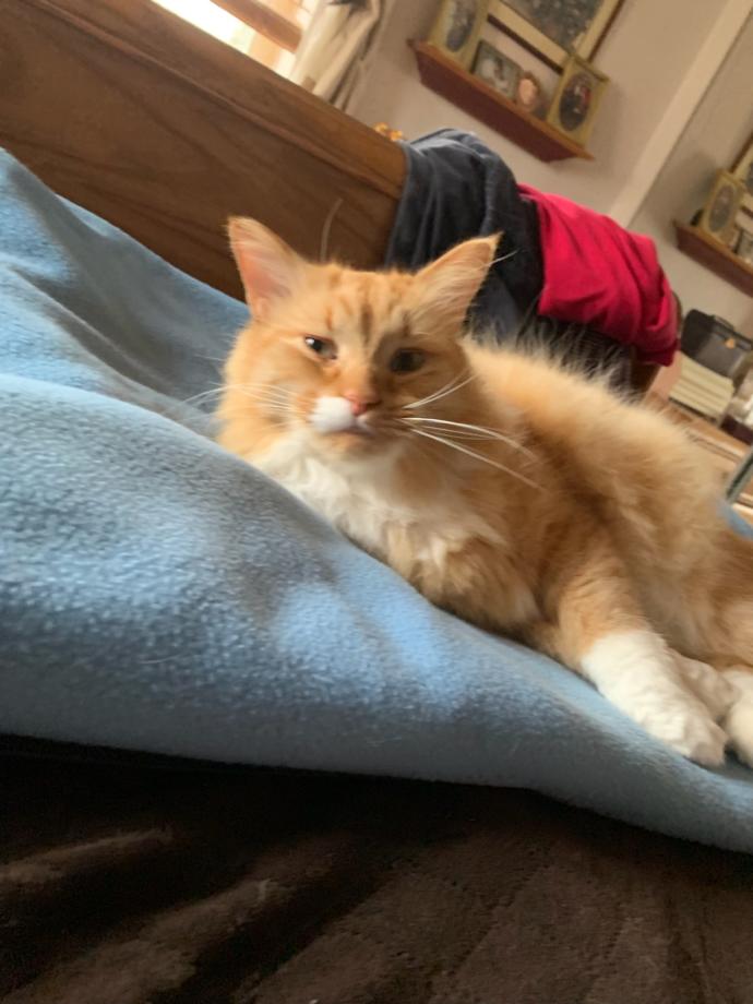 Which of these does my cat look lazier in and is she cute?