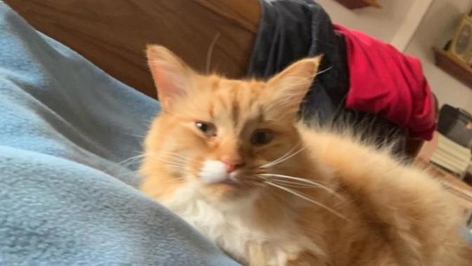 Which of these does my cat look lazier in and is she cute?