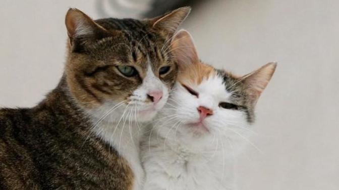 What animals would you and your partner be?