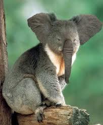 What animal hybrid (s) would you want to be real?