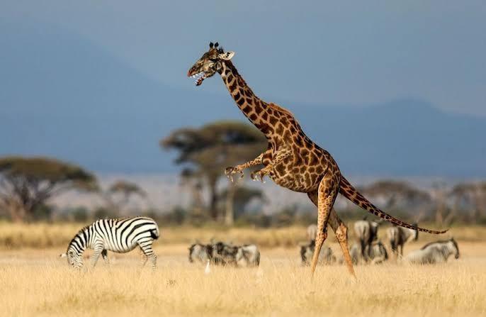 What animal hybrid (s) would you want to be real?