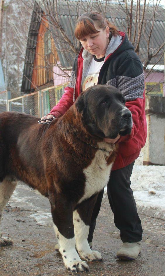 What animal hybrid (s) would you want to be real?