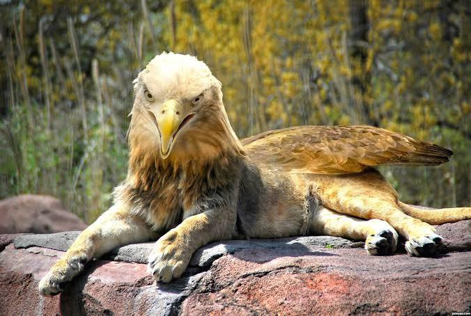 What animal hybrid (s) would you want to be real?