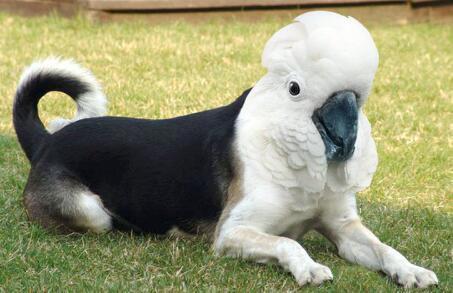 What animal hybrid (s) would you want to be real?