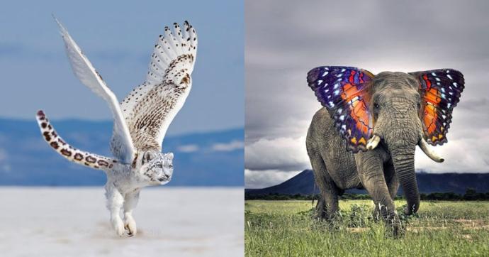What animal hybrid (s) would you want to be real?