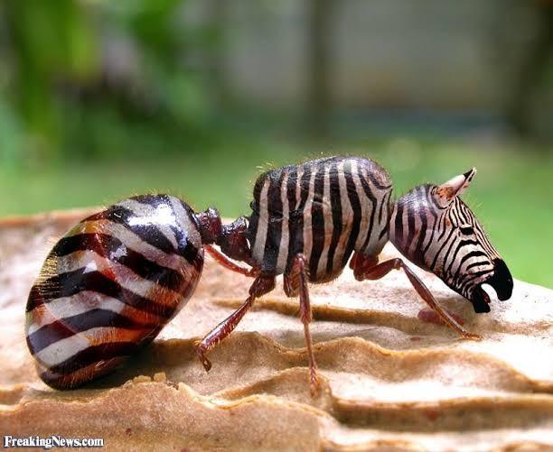 What animal hybrid (s) would you want to be real?