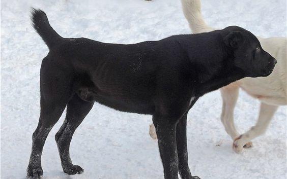 What animal hybrid (s) would you want to be real?
