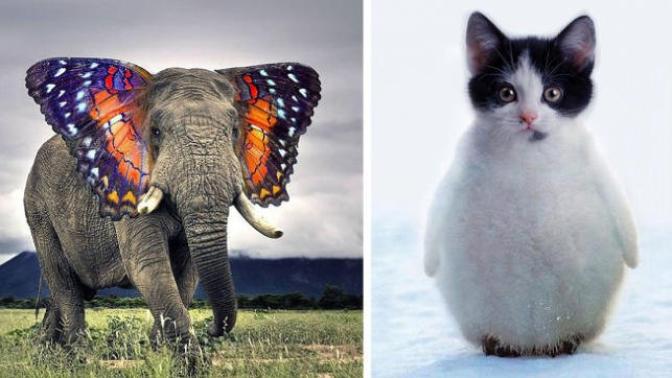 What animal hybrid (s) would you want to be real?