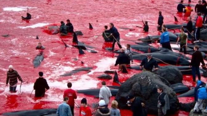 Blue Sea Turns Bloody In Denmark As 800 Whales Are Ruthlessly Slaughtered For 'Tradition'?
