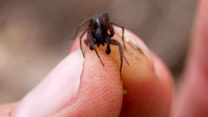 How do I pick up small house spiders?